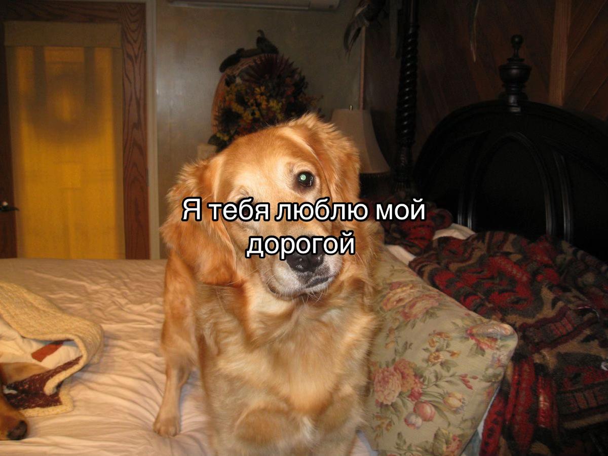 @softcap