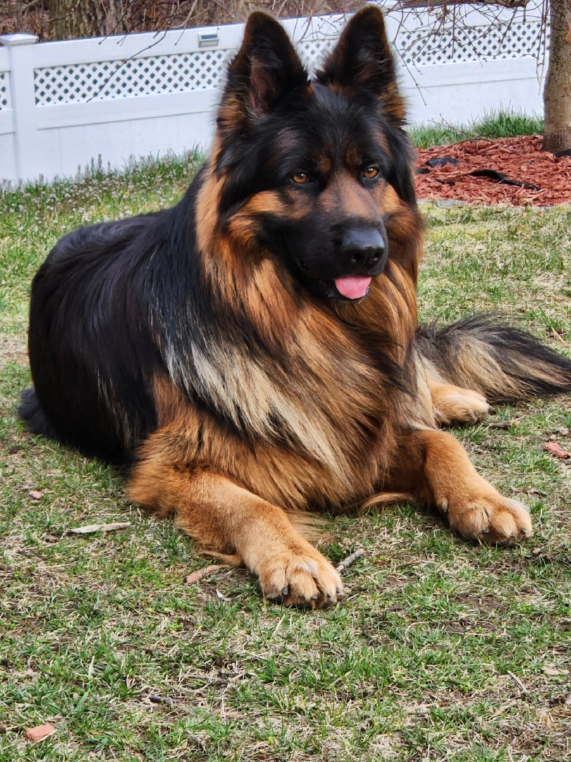 @Buzz the German Shepherd
