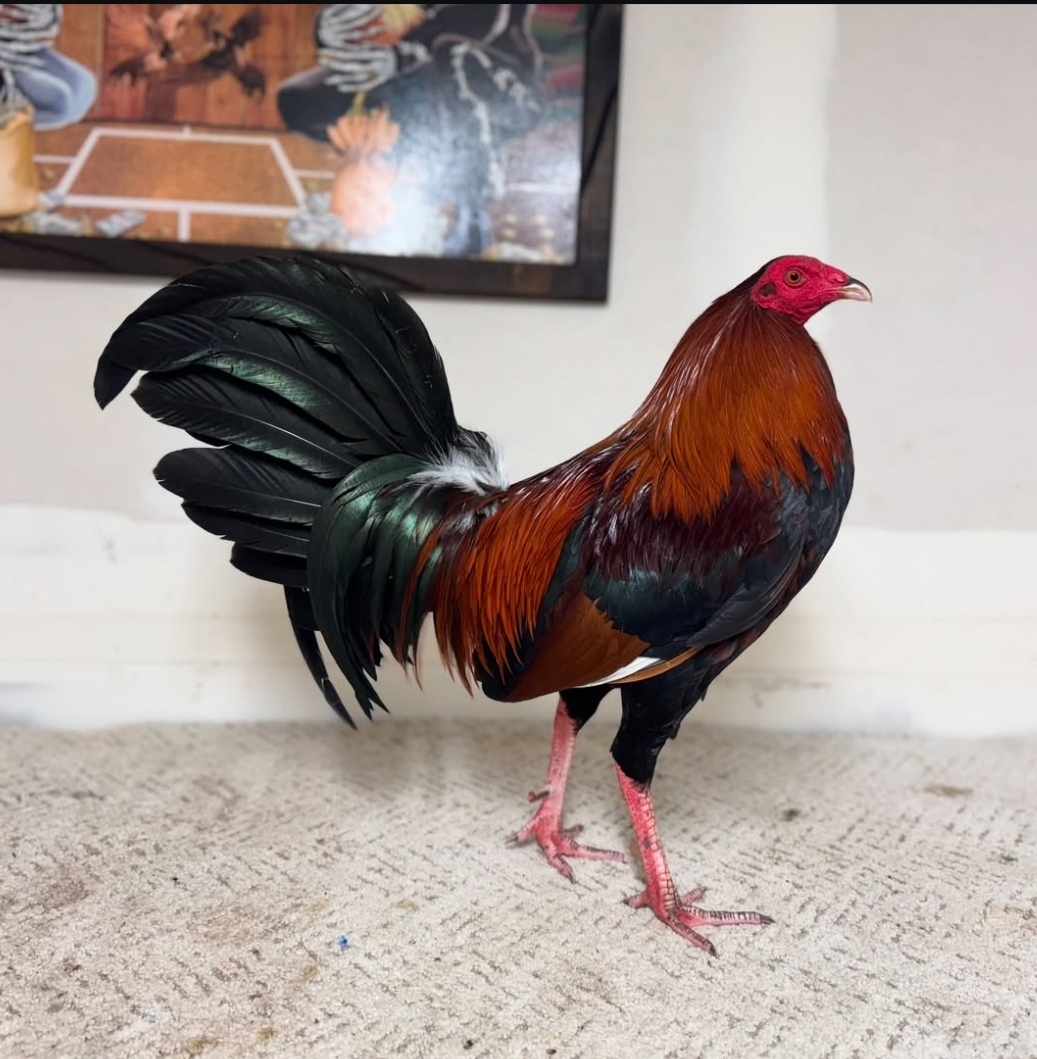 @Los Gallos Más Finos