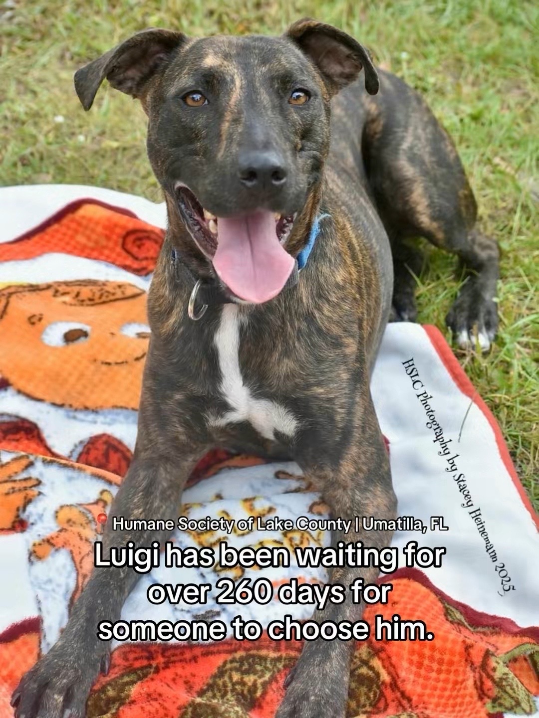 @Adopt a Pet