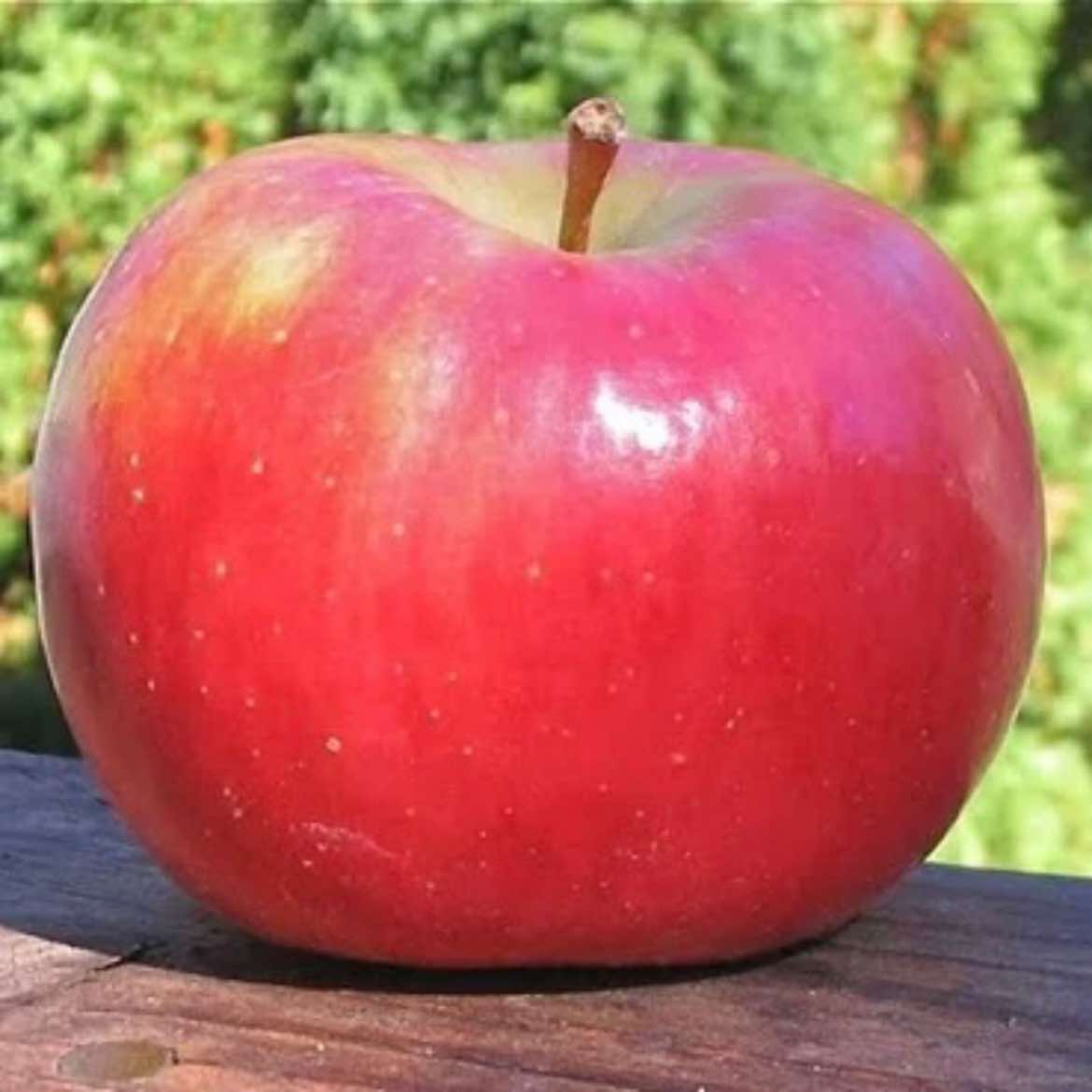 @apple for a brain