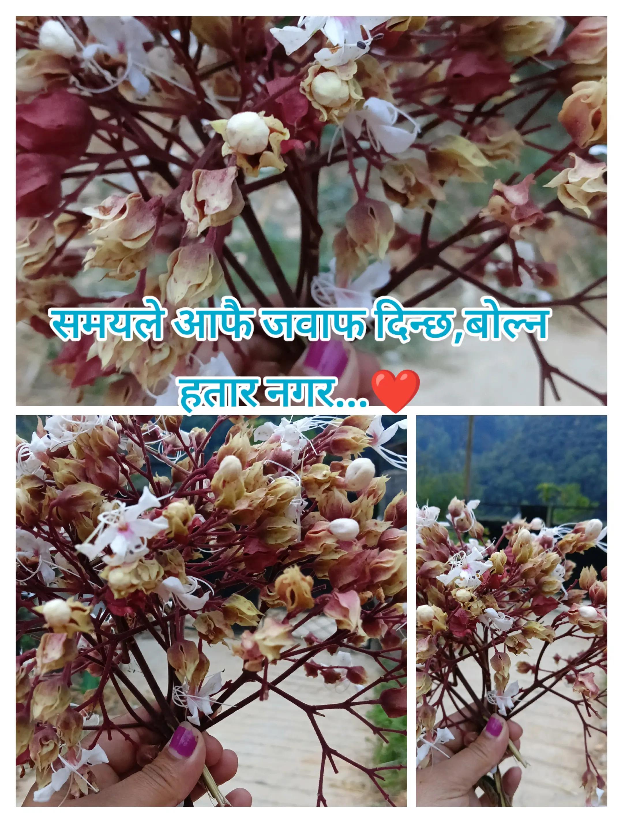 @Mamata Regmi🇳🇵❤️🇳🇵