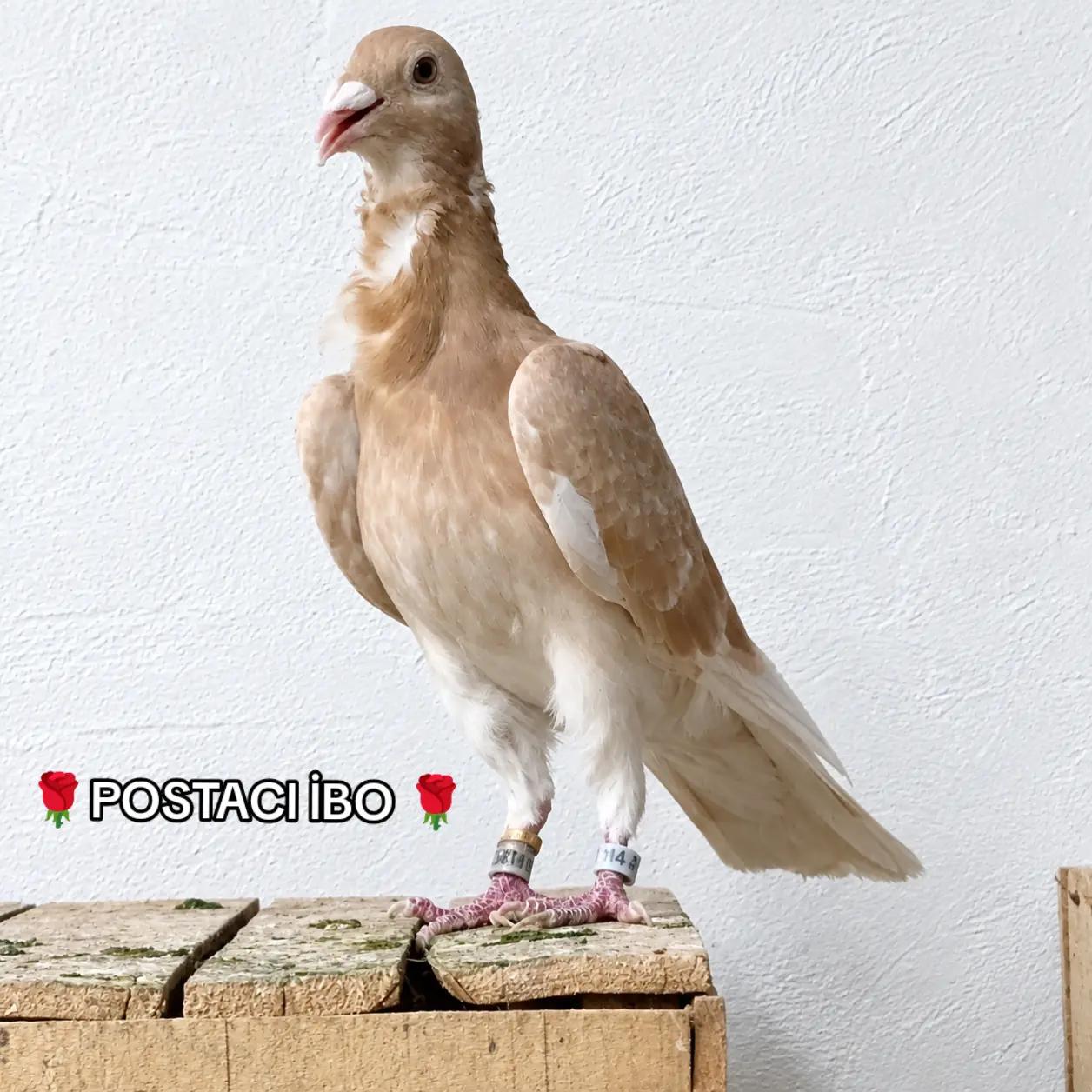 @🦜🦜POSTACI İBO TEKİN 🦜🦜
