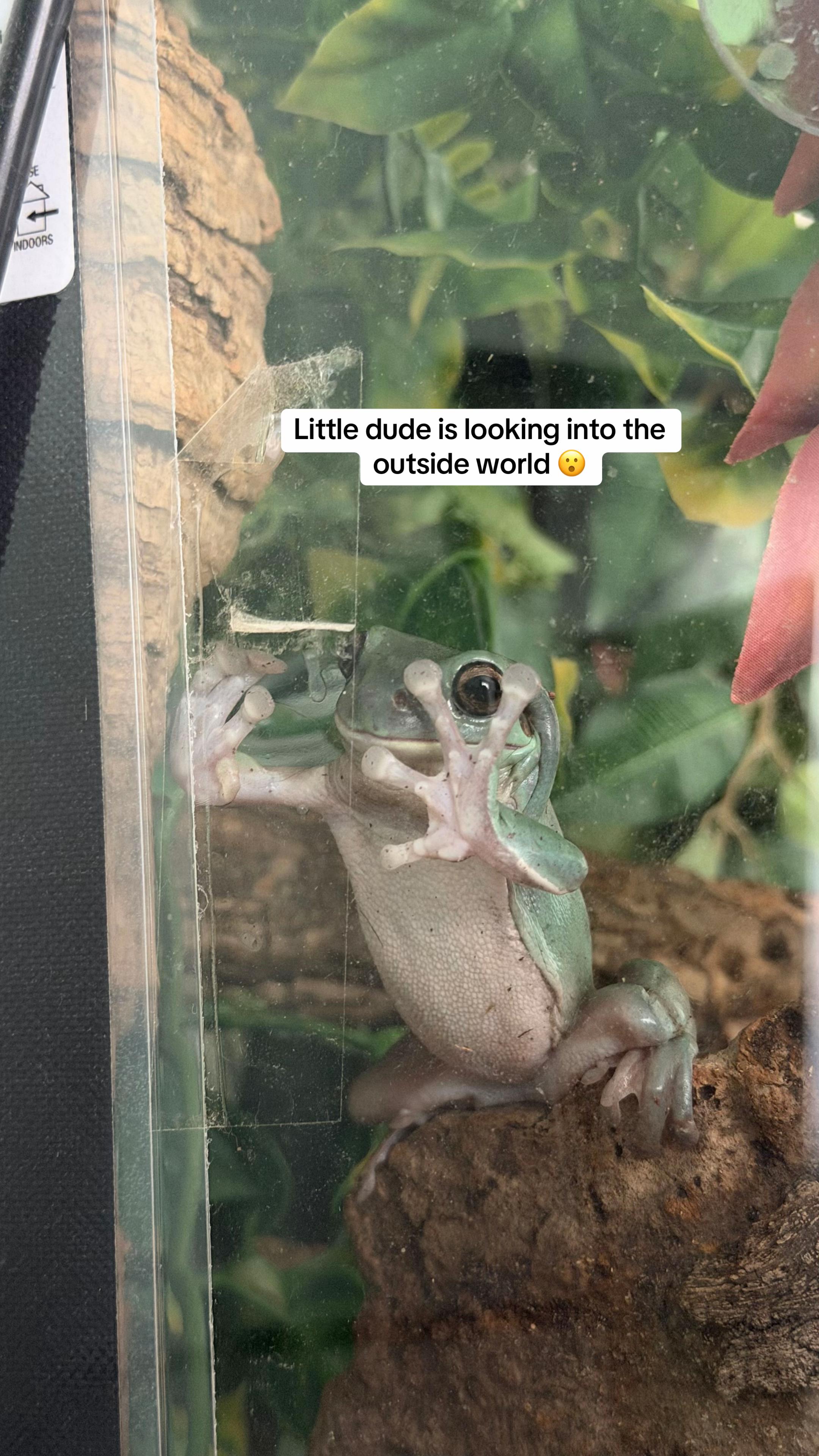 @frogsandoddities