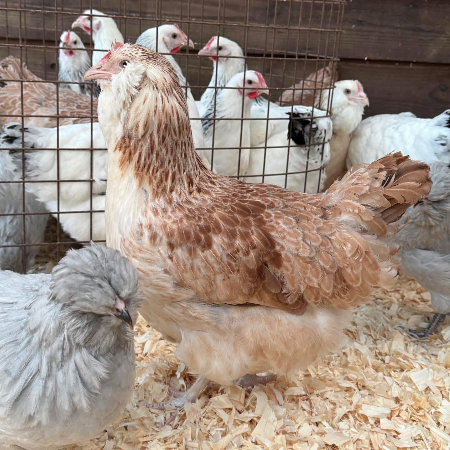 @Live stock animals ๐ชฟ๐๐๐๐ฅฌ