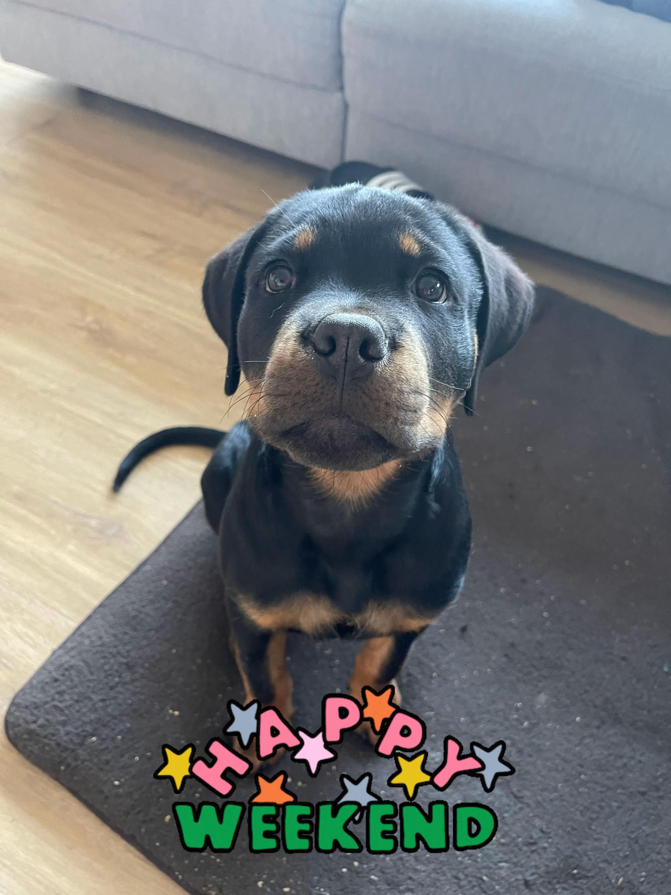 @JAGGER - the German Rottweiler
