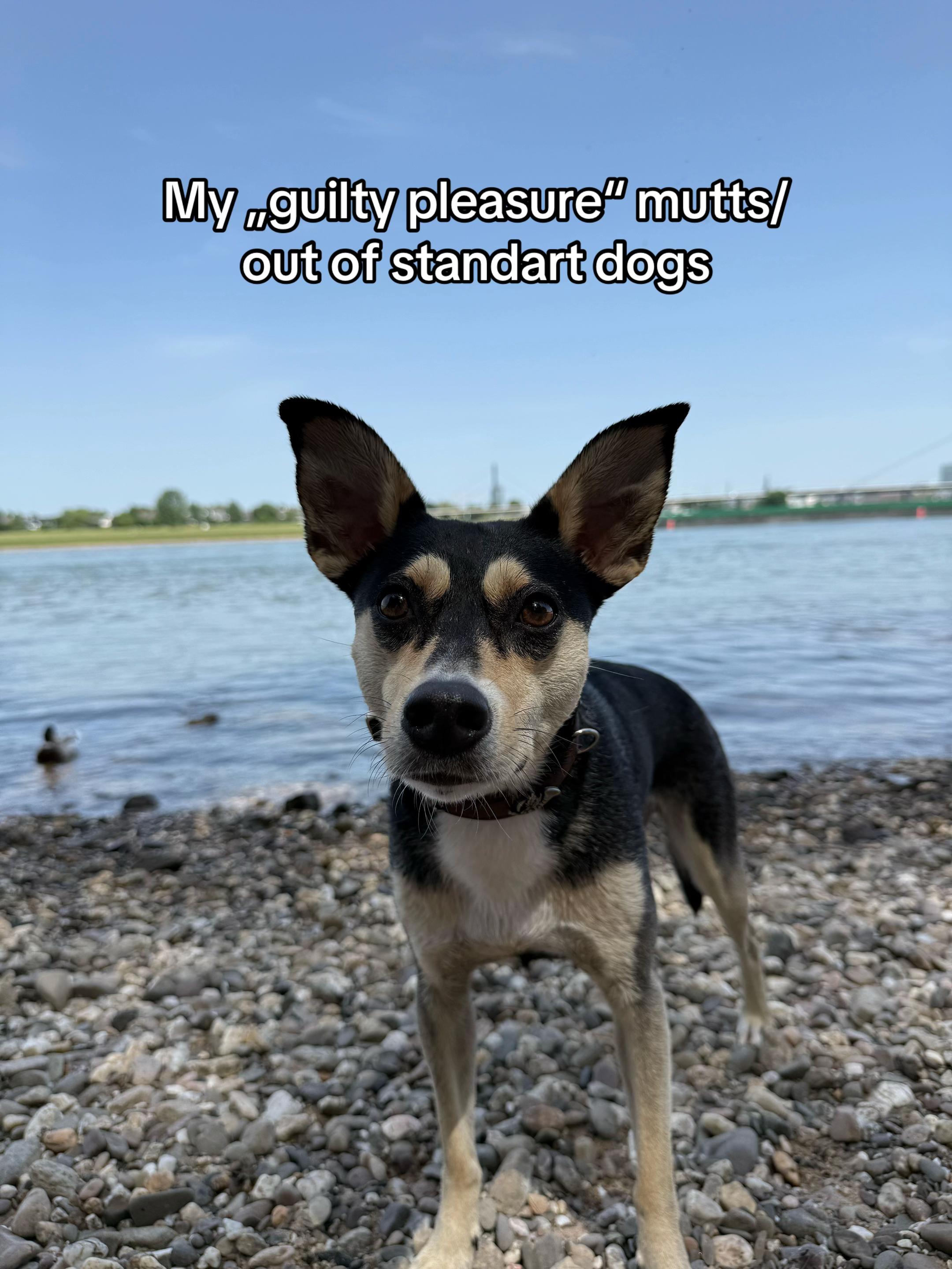 @🐾