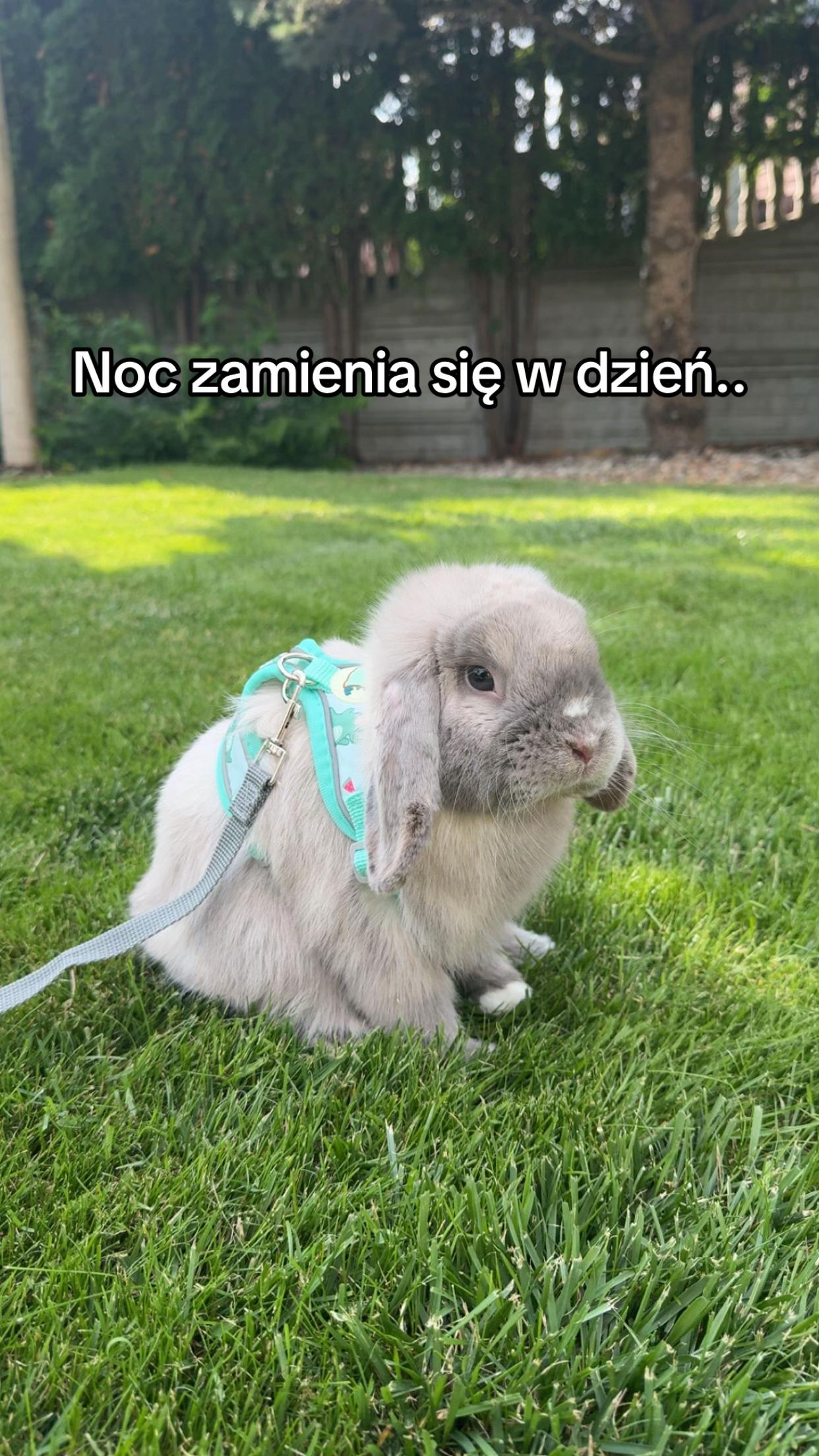 @Lawox