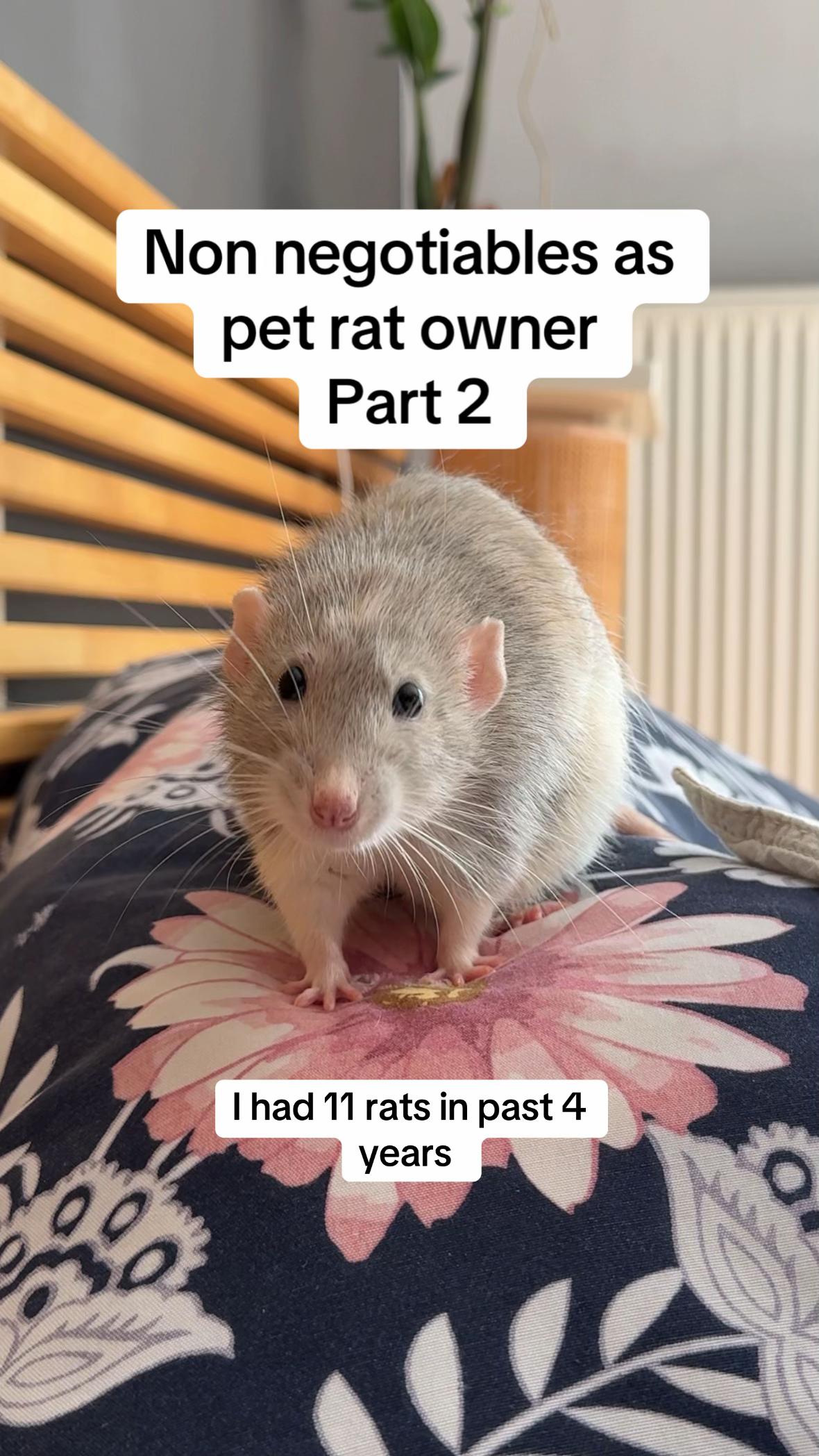 @Roxy’s rats