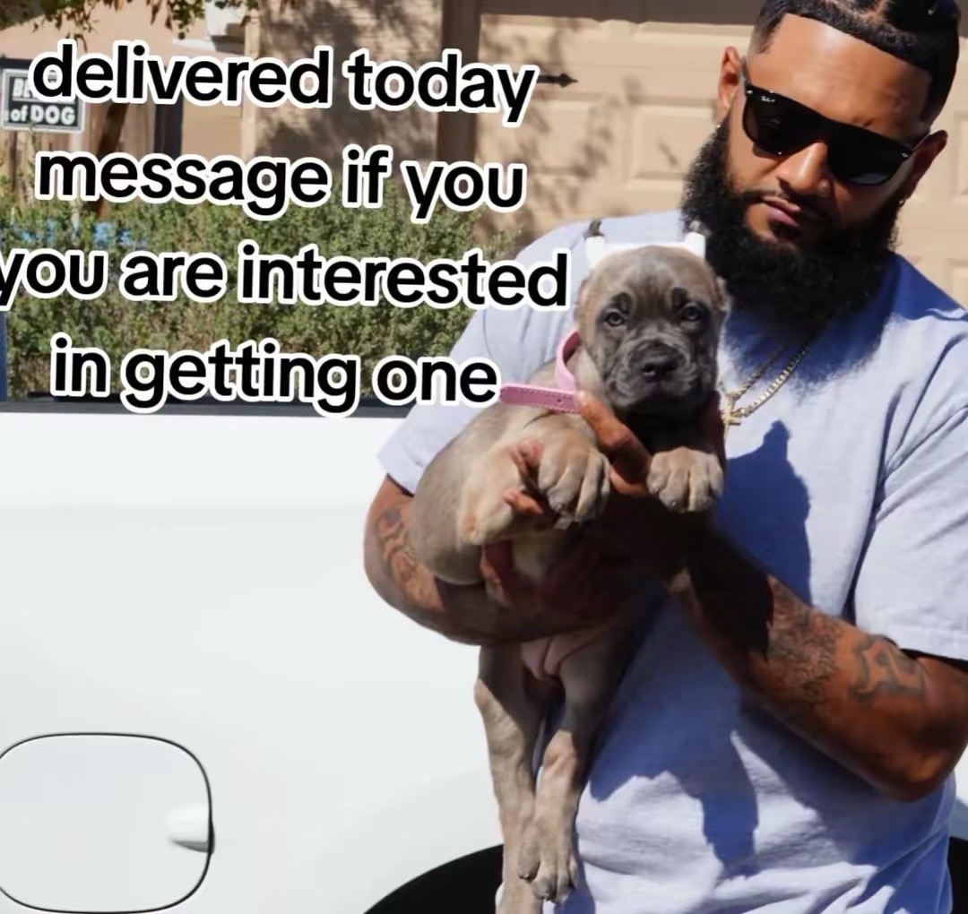 @North America Mastiff Founder