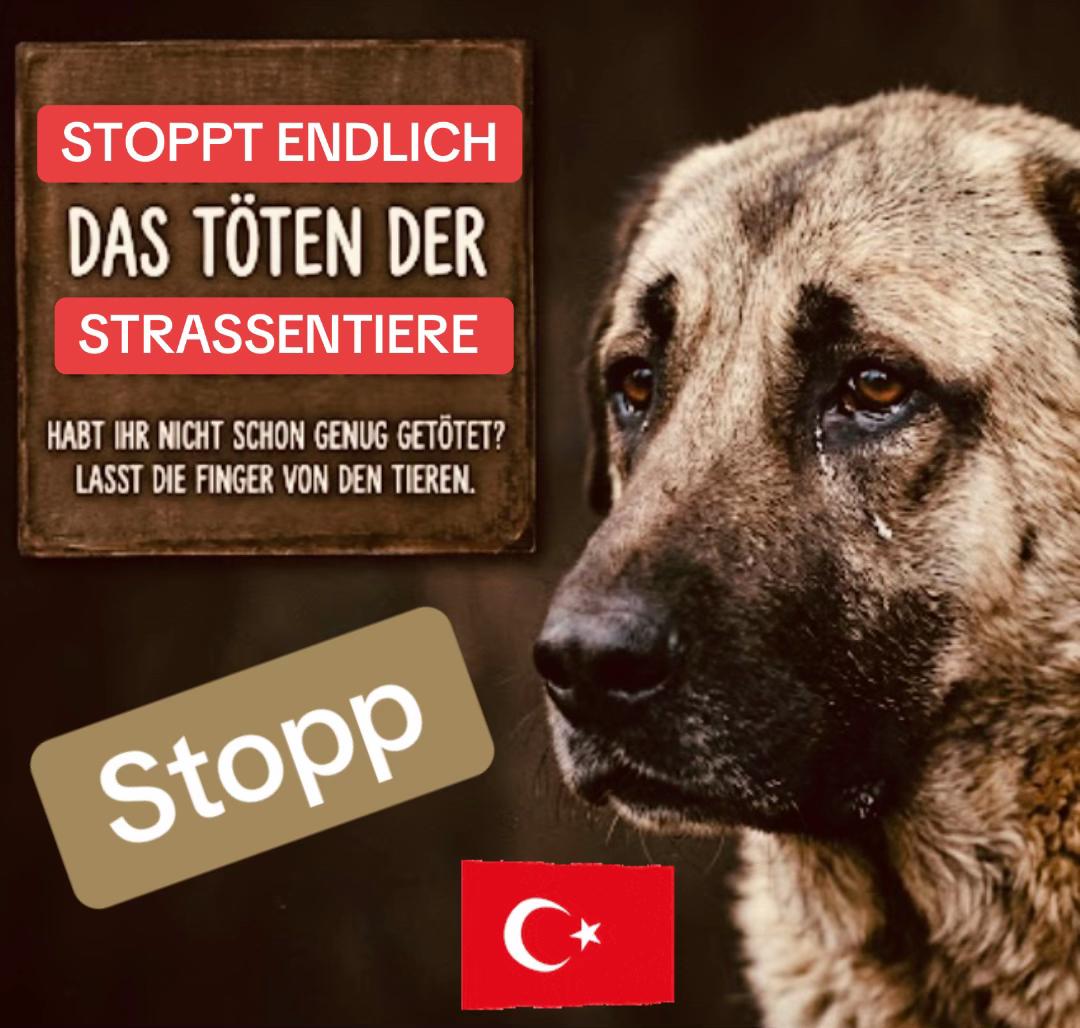 @Lua Team🐈🐕🦺Löwenherz❤️🦁