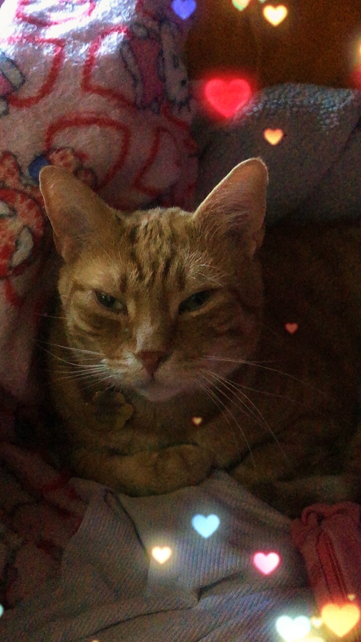 @Cat 💙
