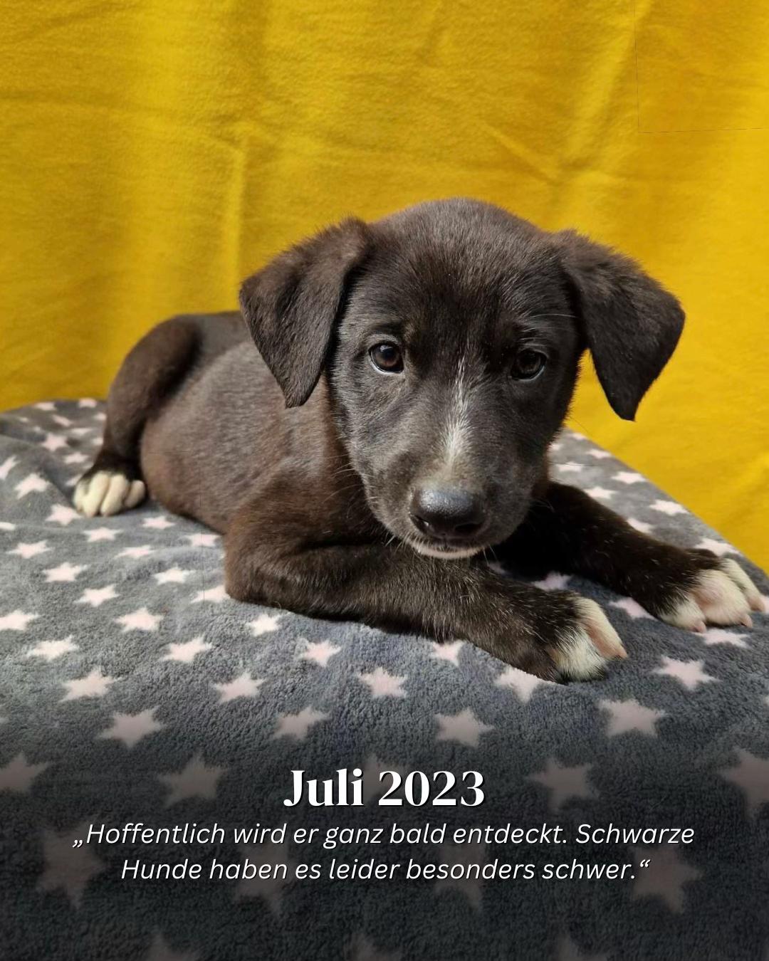 @SpecialDogs e.V.