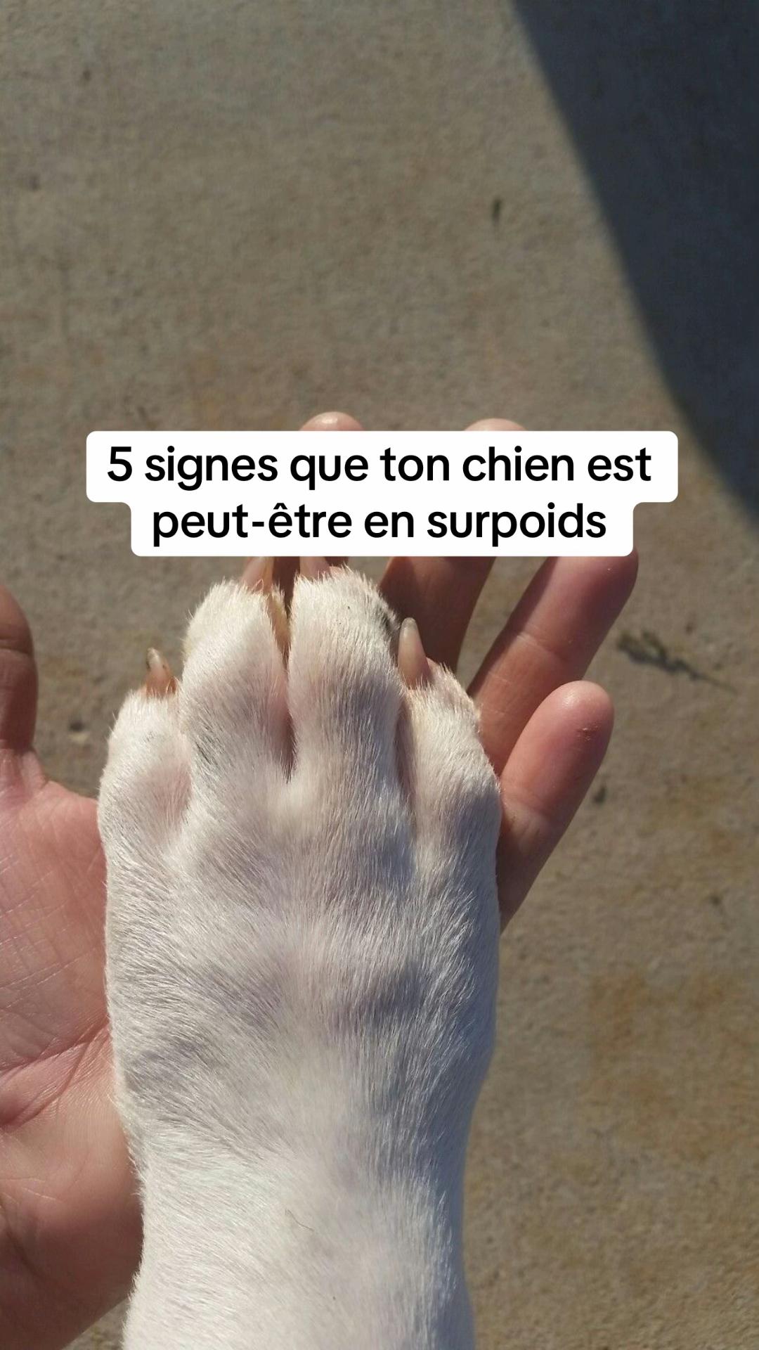 @Sunny Le Frenchie 🐾🌞