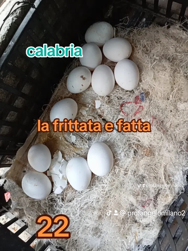 @prof. Angelo Milano☮️💯💗