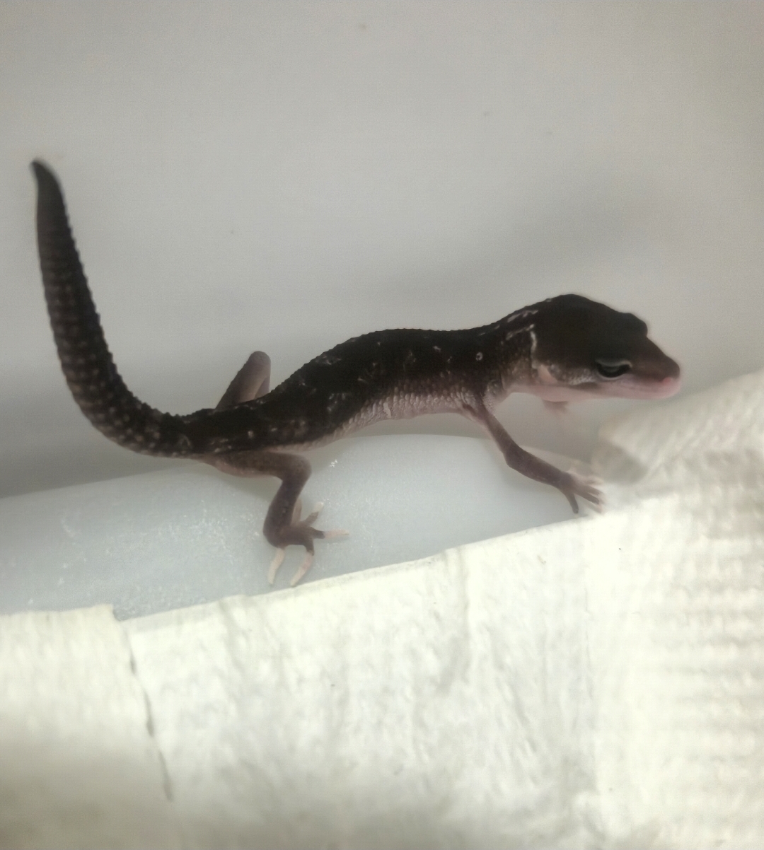 @Dodusaurus