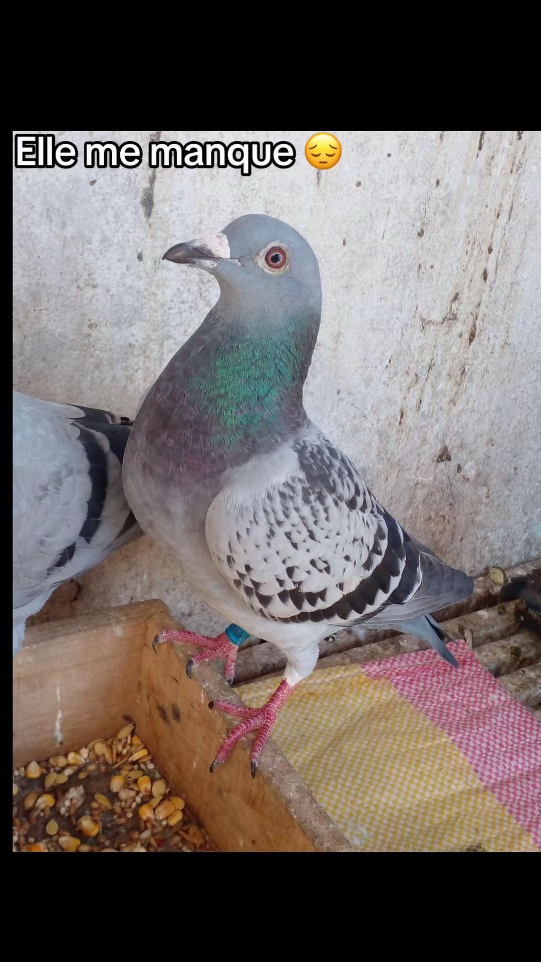 @OMZOLOFT🕊🦜🇸🇳