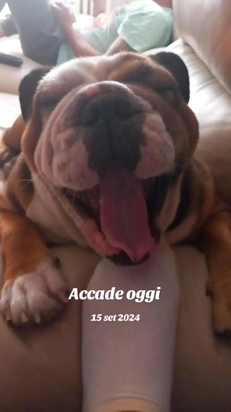 @Cri🐾M❤️rghy🐾labulla❤️