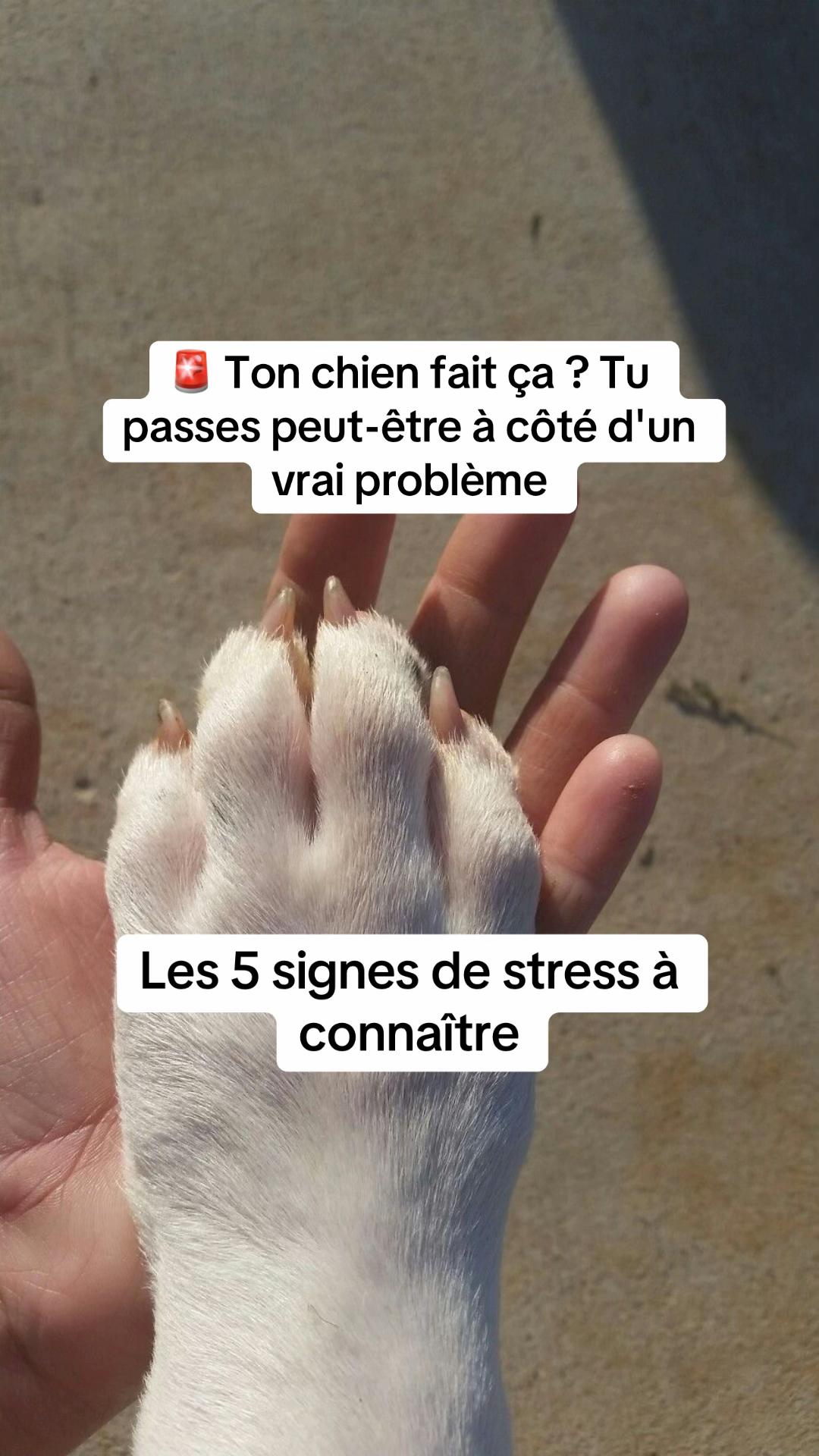 @Sunny Le Frenchie 🐾🌞