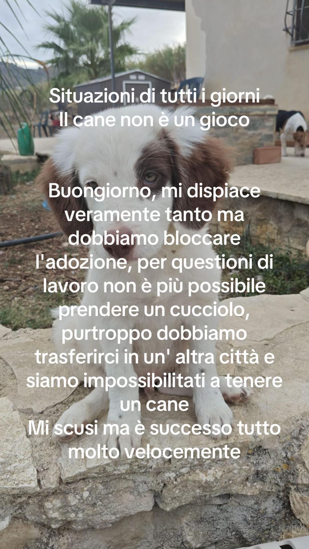 @I randagi di nessuno