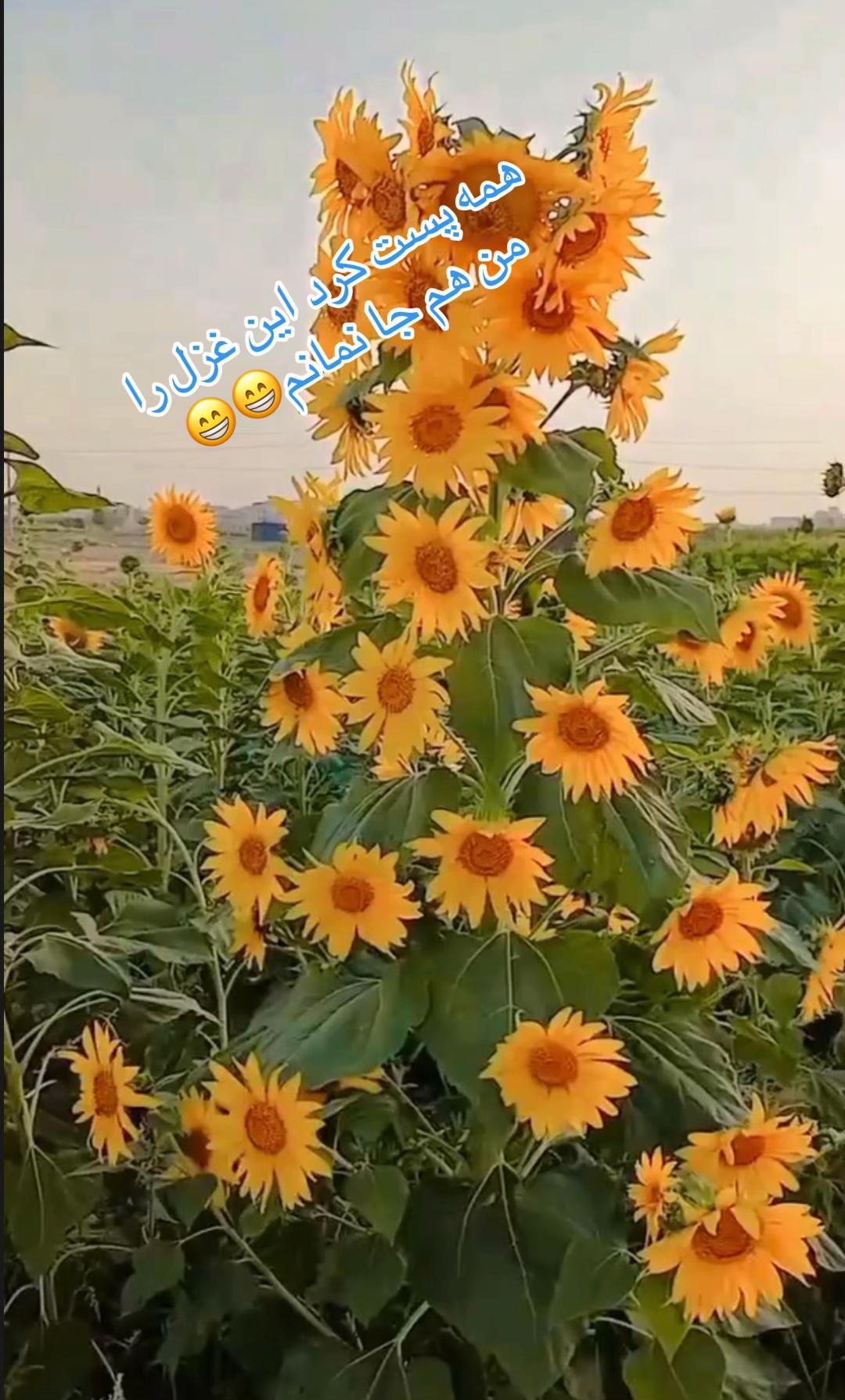 @Bano heidari🇪🇸💛🤍💙