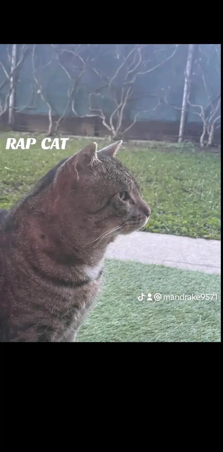 @RAP CAT