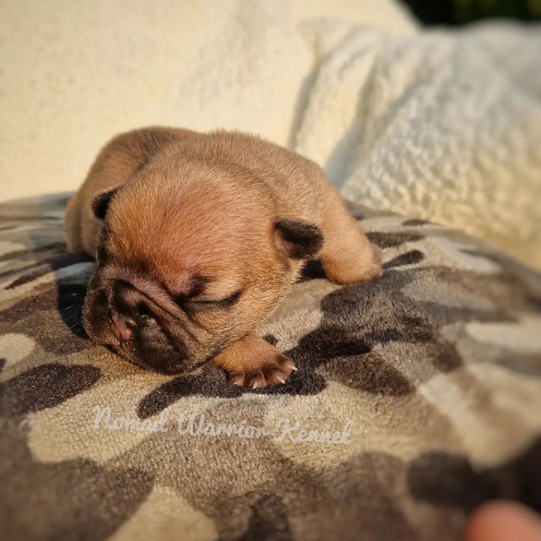 @Nomad_Warrior_Kennel