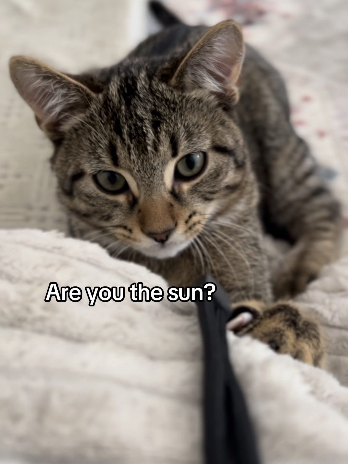 @Haadi 🐱