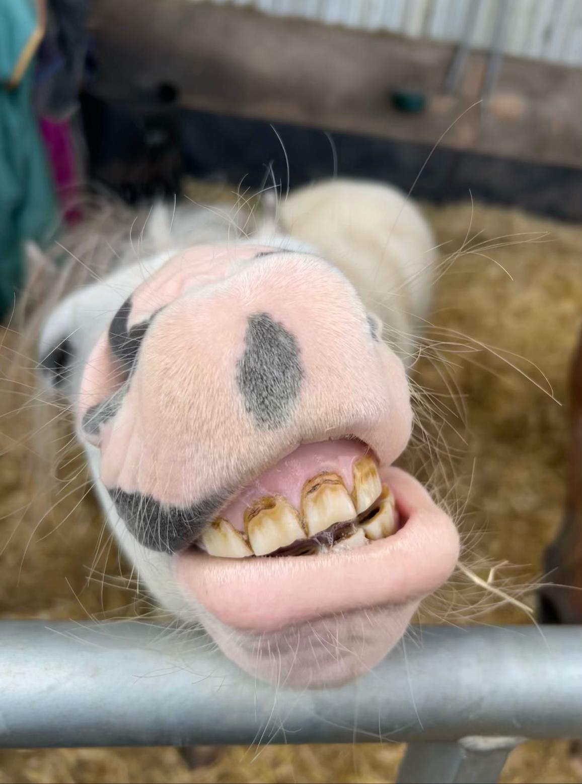 @Moor Farm Stables
