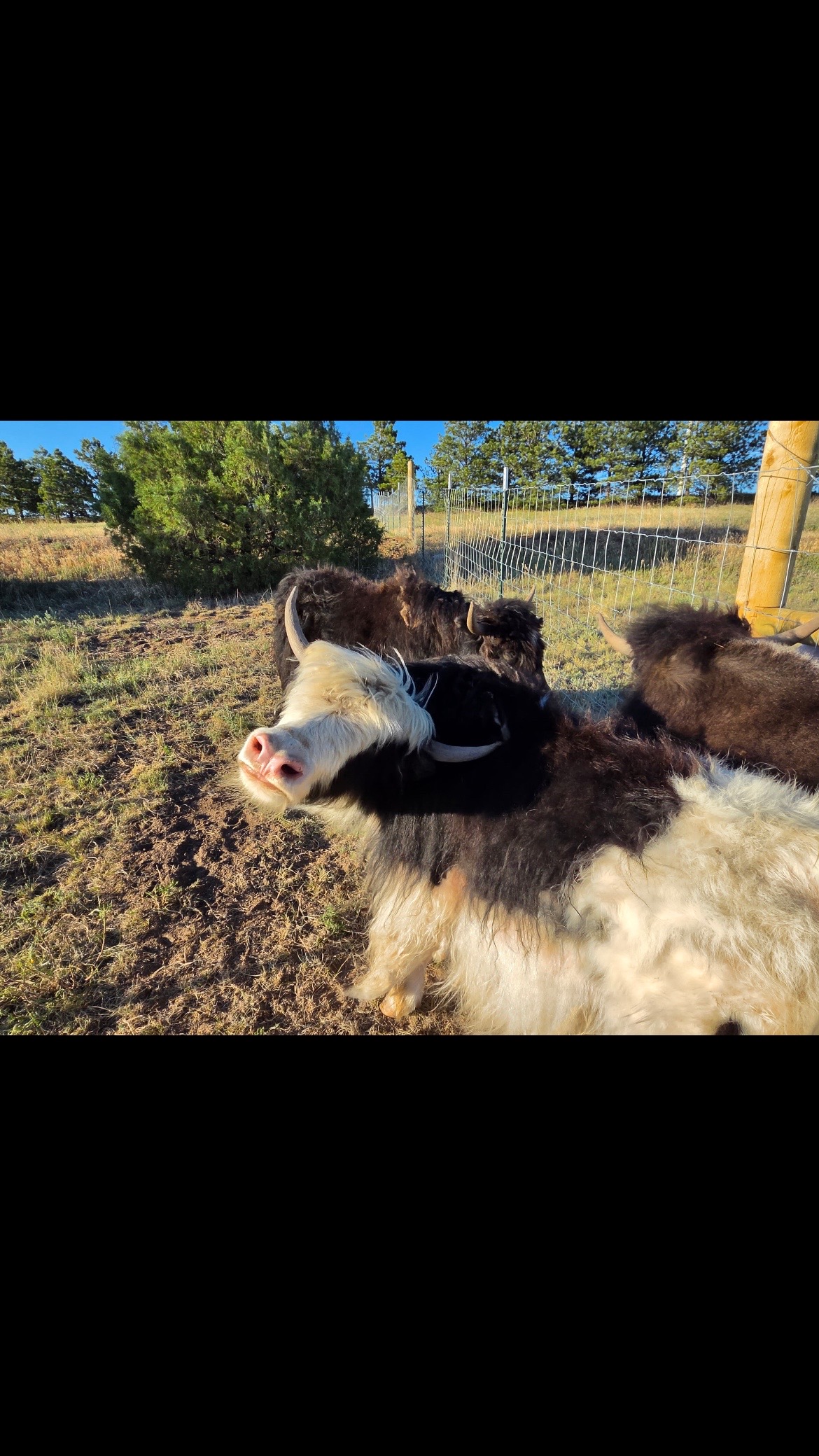 @Yakety Yak Ranch