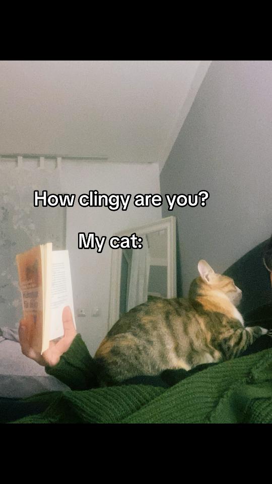 @mysterymiau