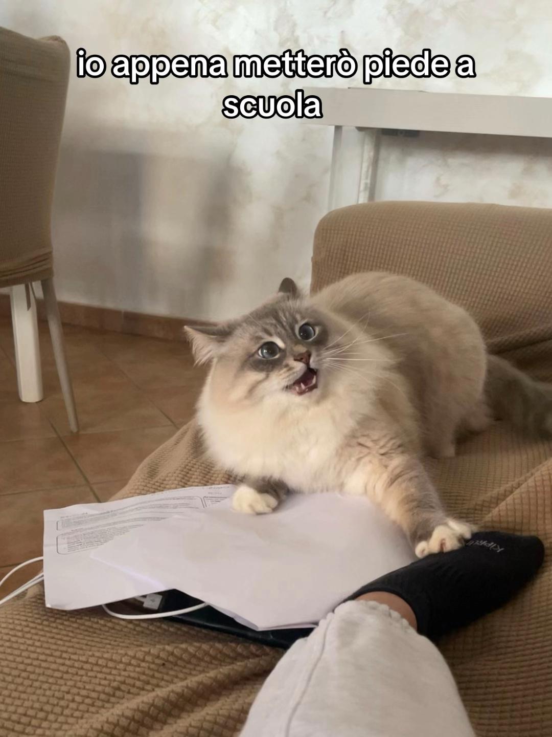 @ludo__spamm