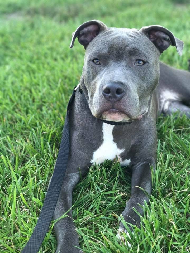 @Pittie Mom