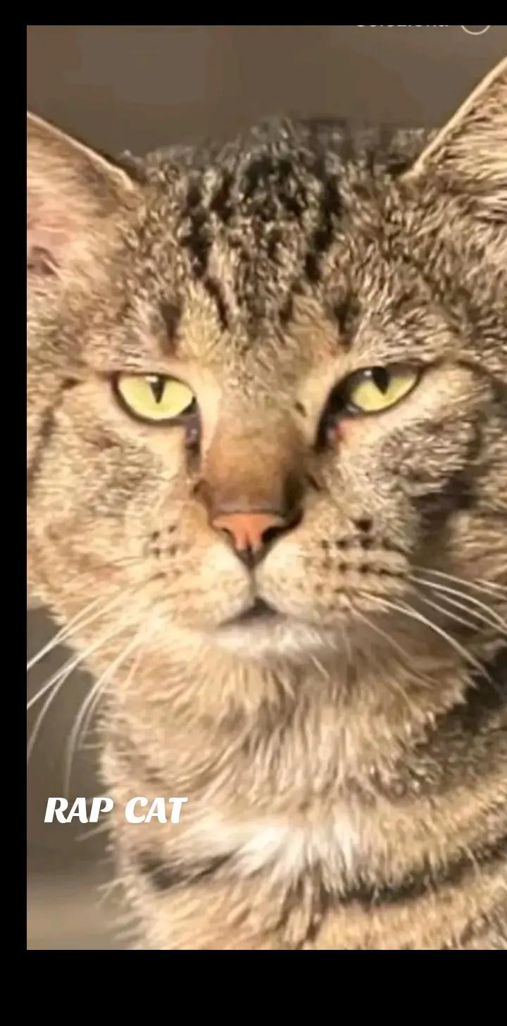@RAP  CAT