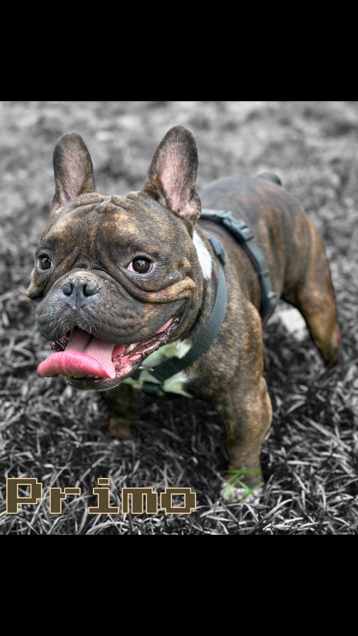 @mosthigh.bullycamp