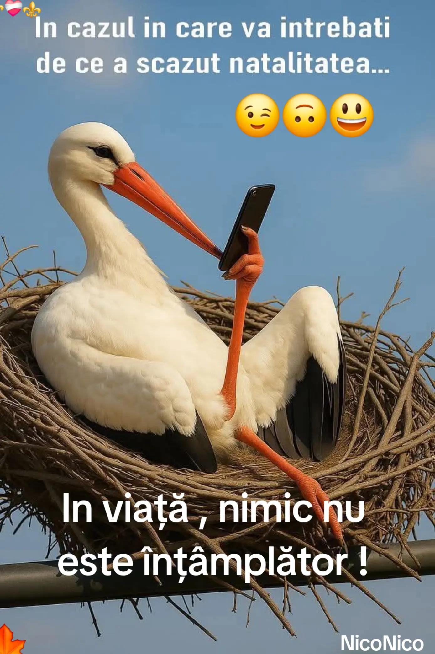 @NicoNico
