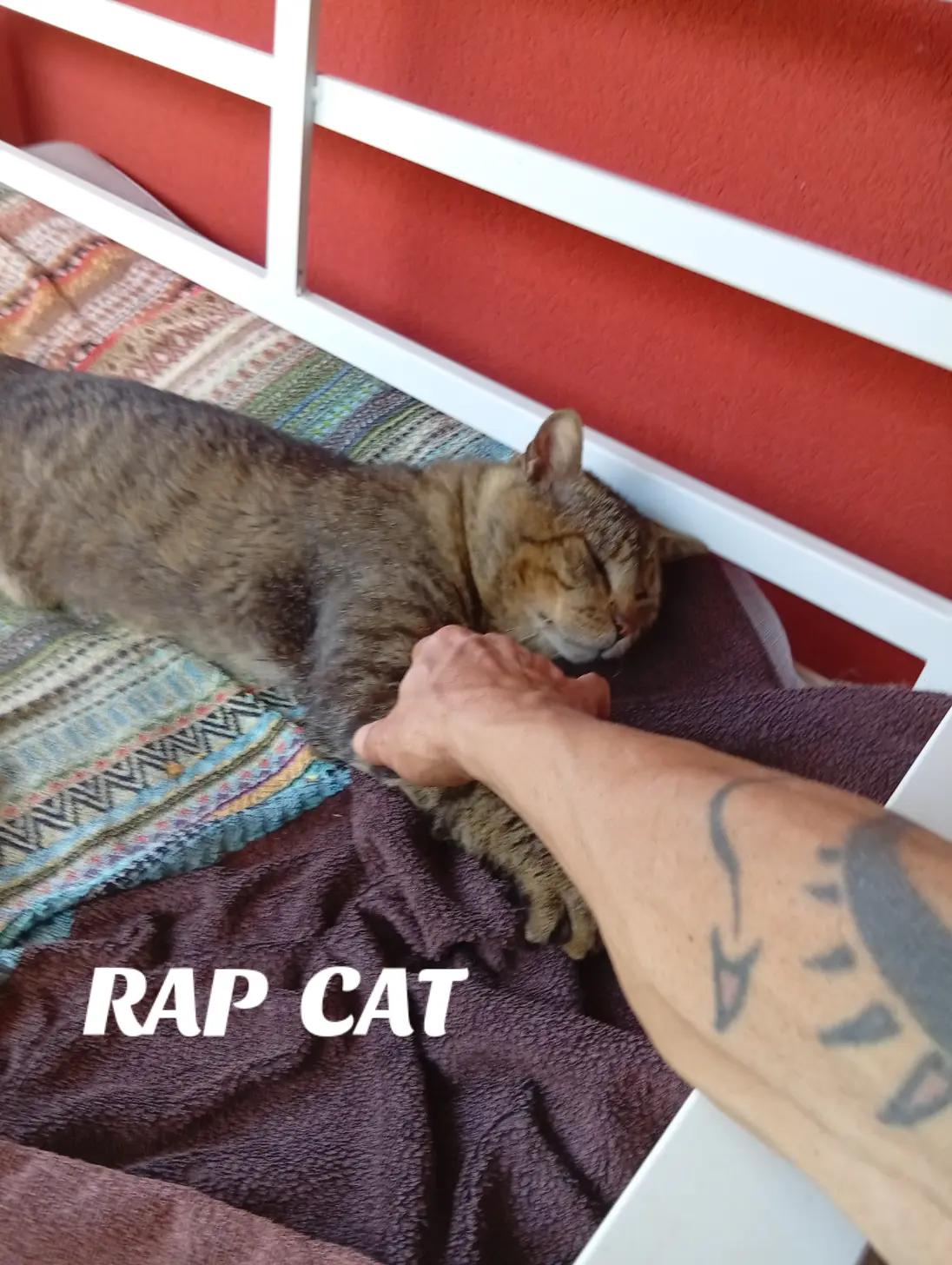 @RAP CAT
