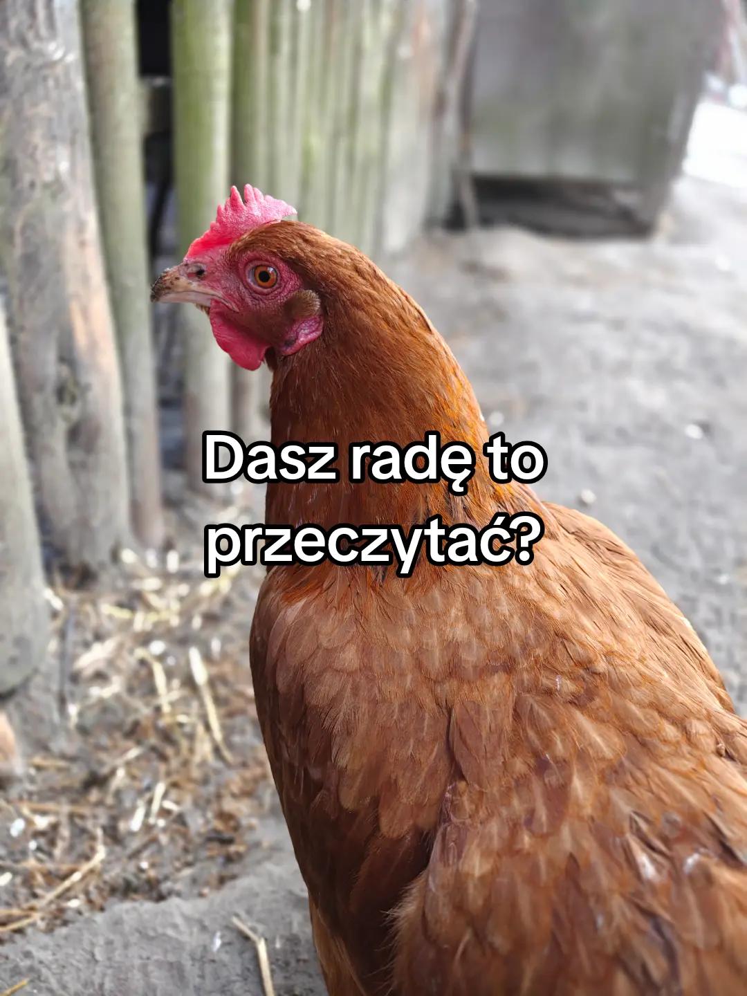 @KochamKurki❤️🐔