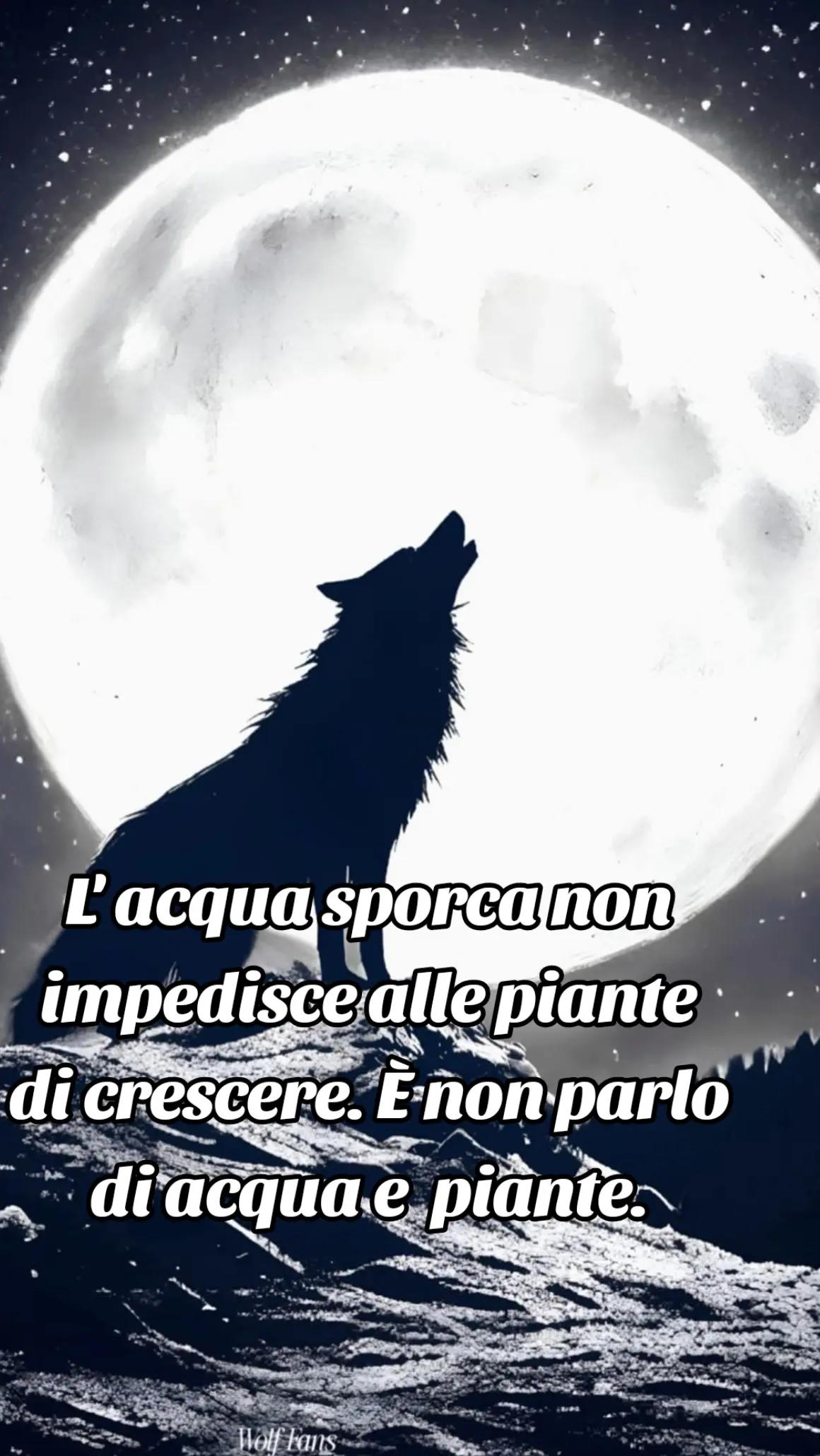@🐺🗽Crazy Wolf.