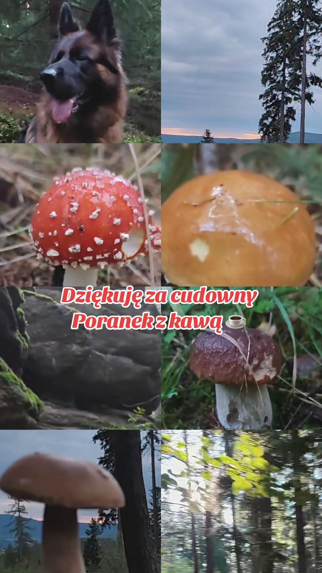 @🇵🇱 Anka -Skakanka 🇳🇱