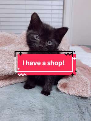 @🖤Dabloon kitty🖤