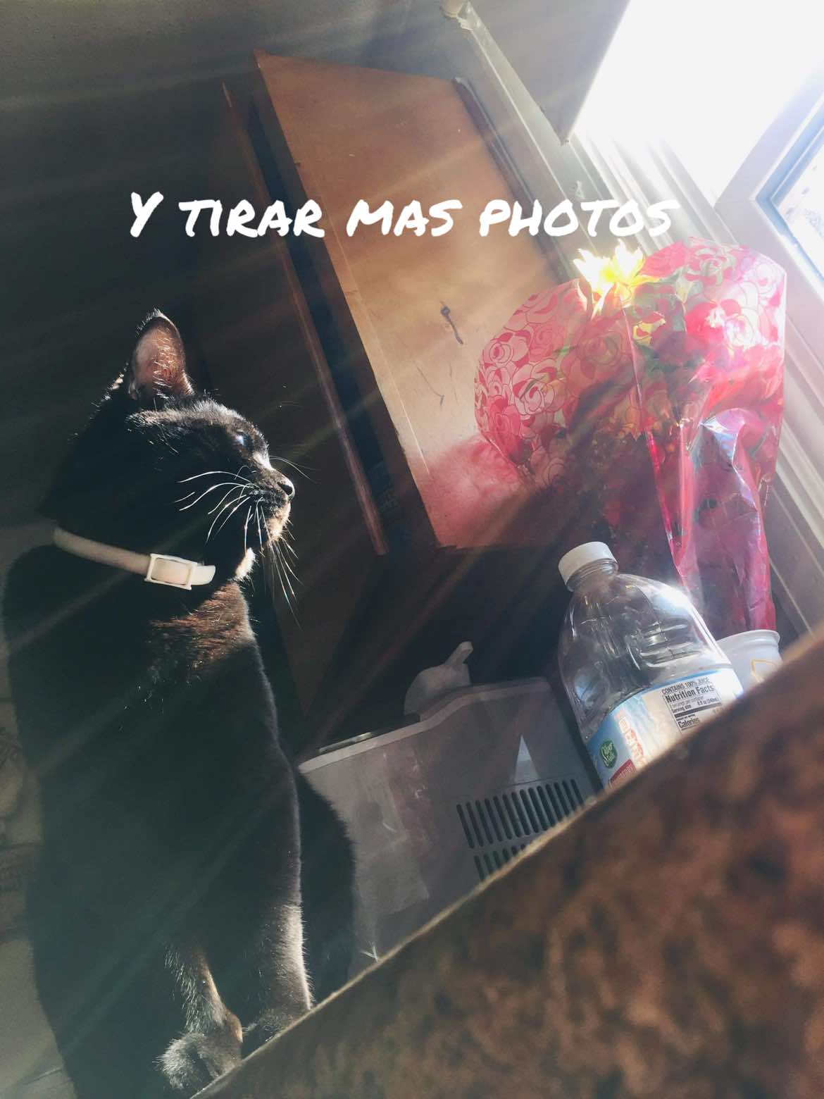 @itachi.420.dino