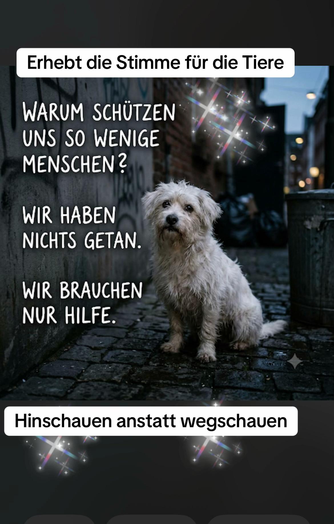 @Lua Team🐈🐕🦺Löwenherz❤️🦁
