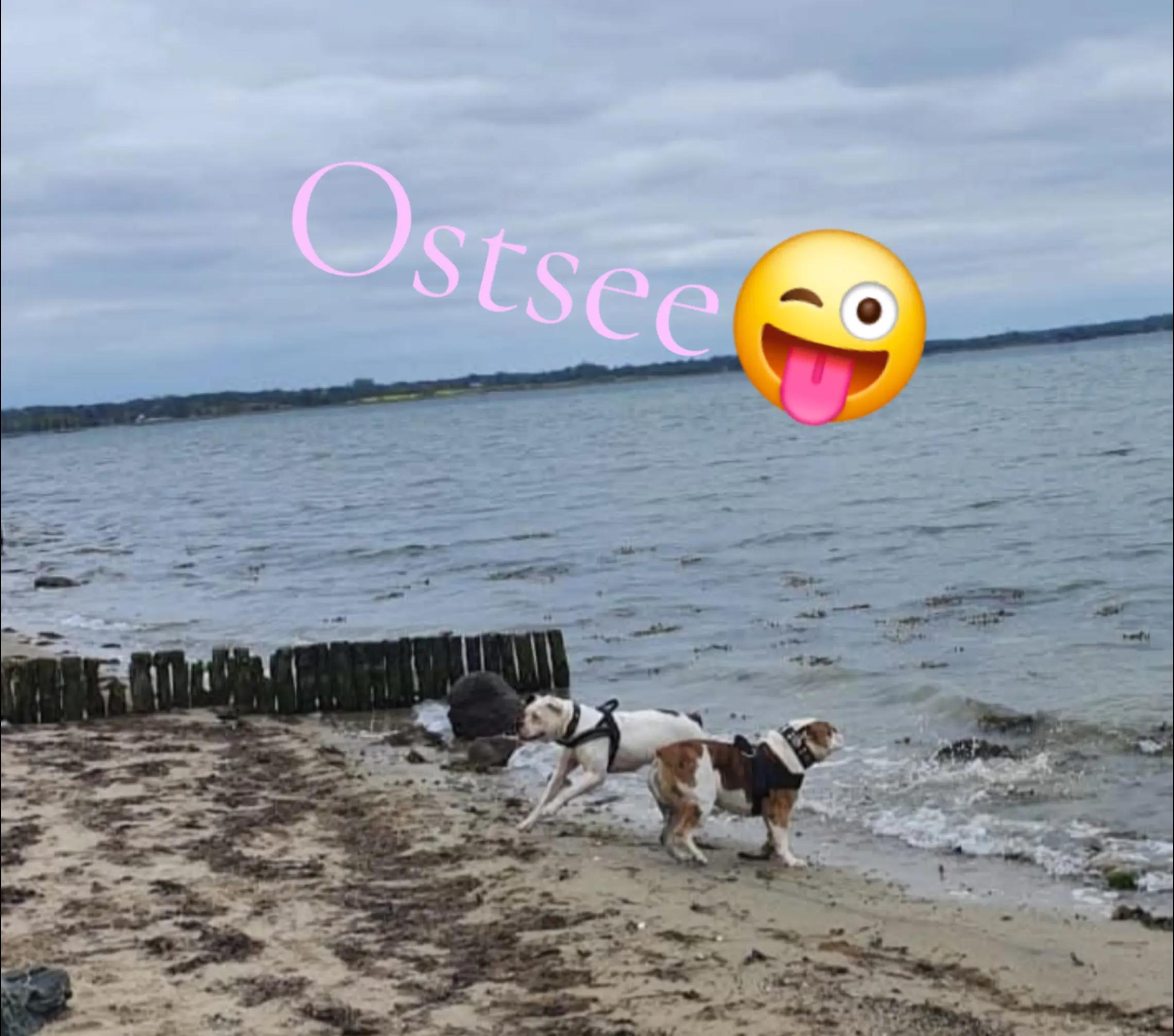@💞Bollerschwein Mami💞