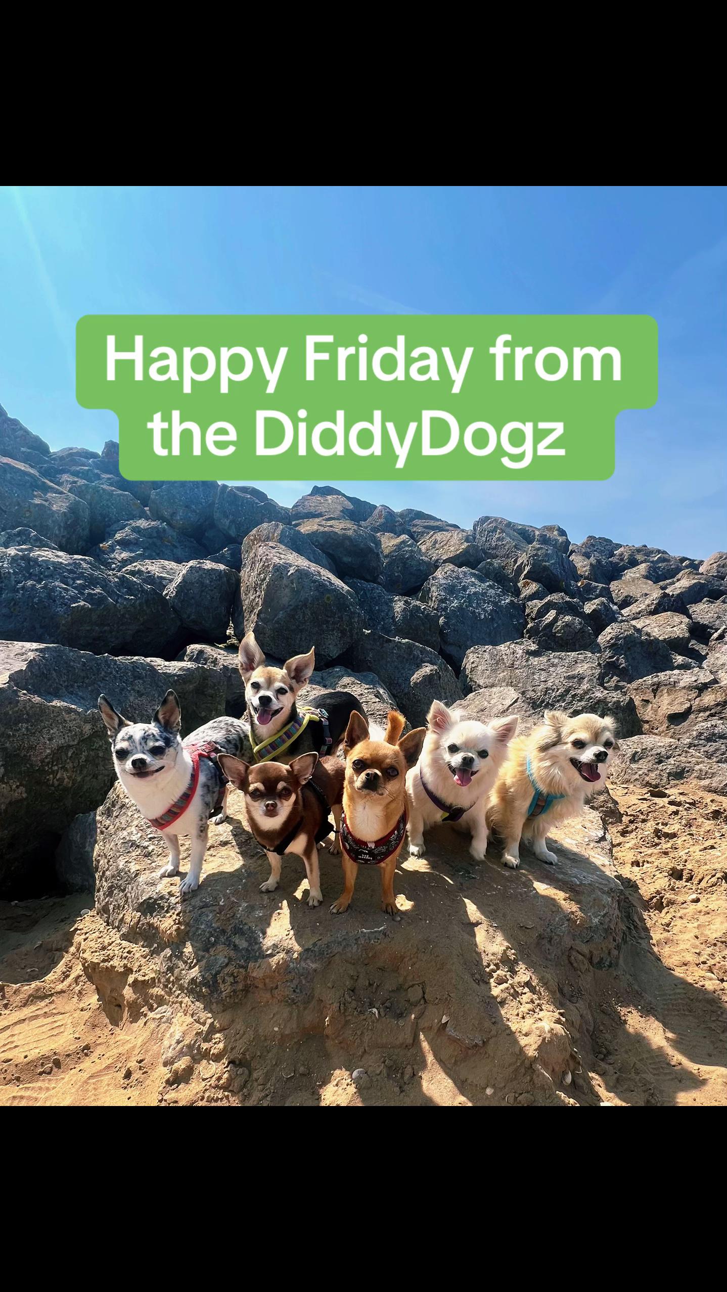 @diddydogz