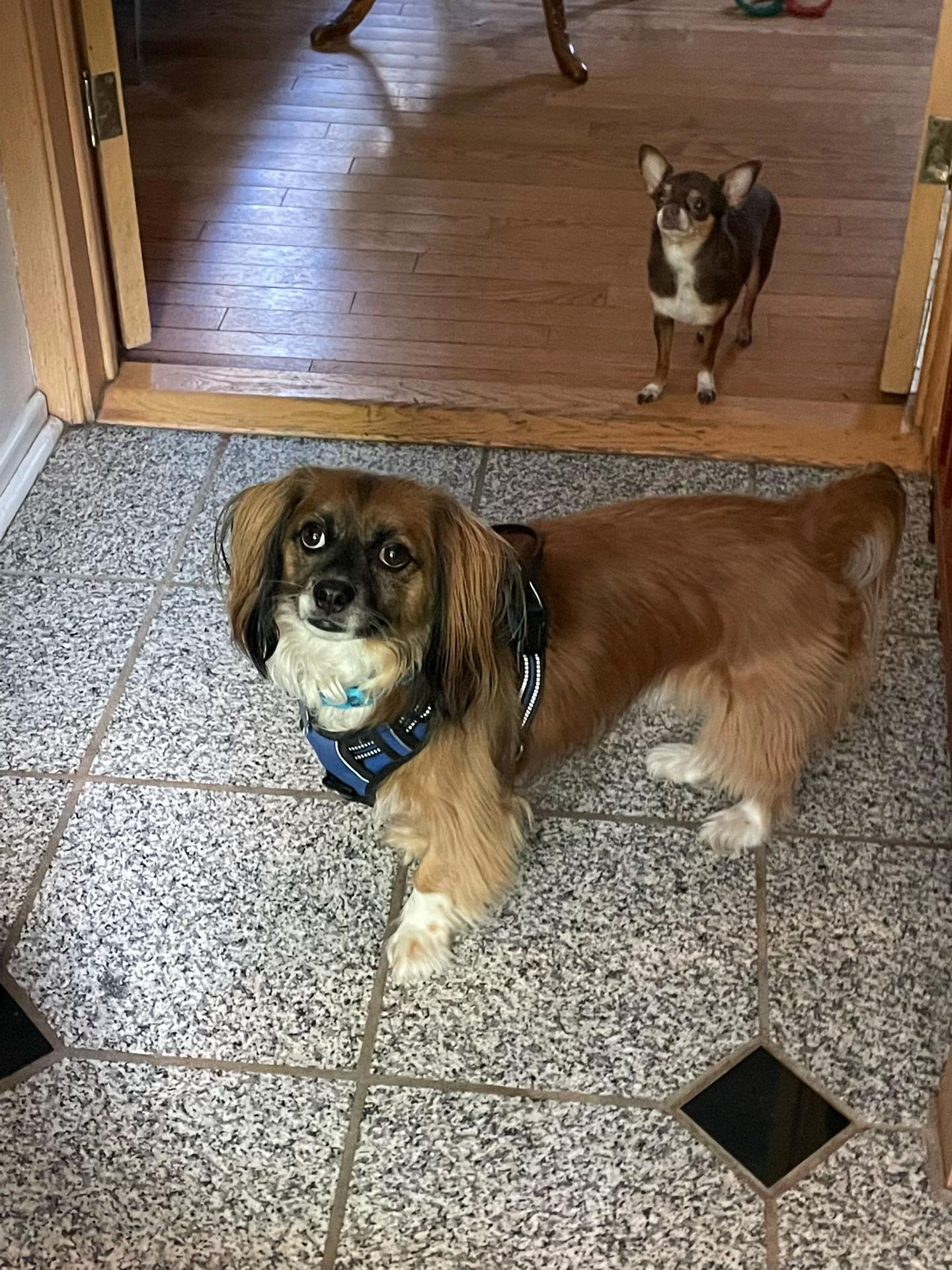 @Elyse with the Dogs ๐จ๐ฆ