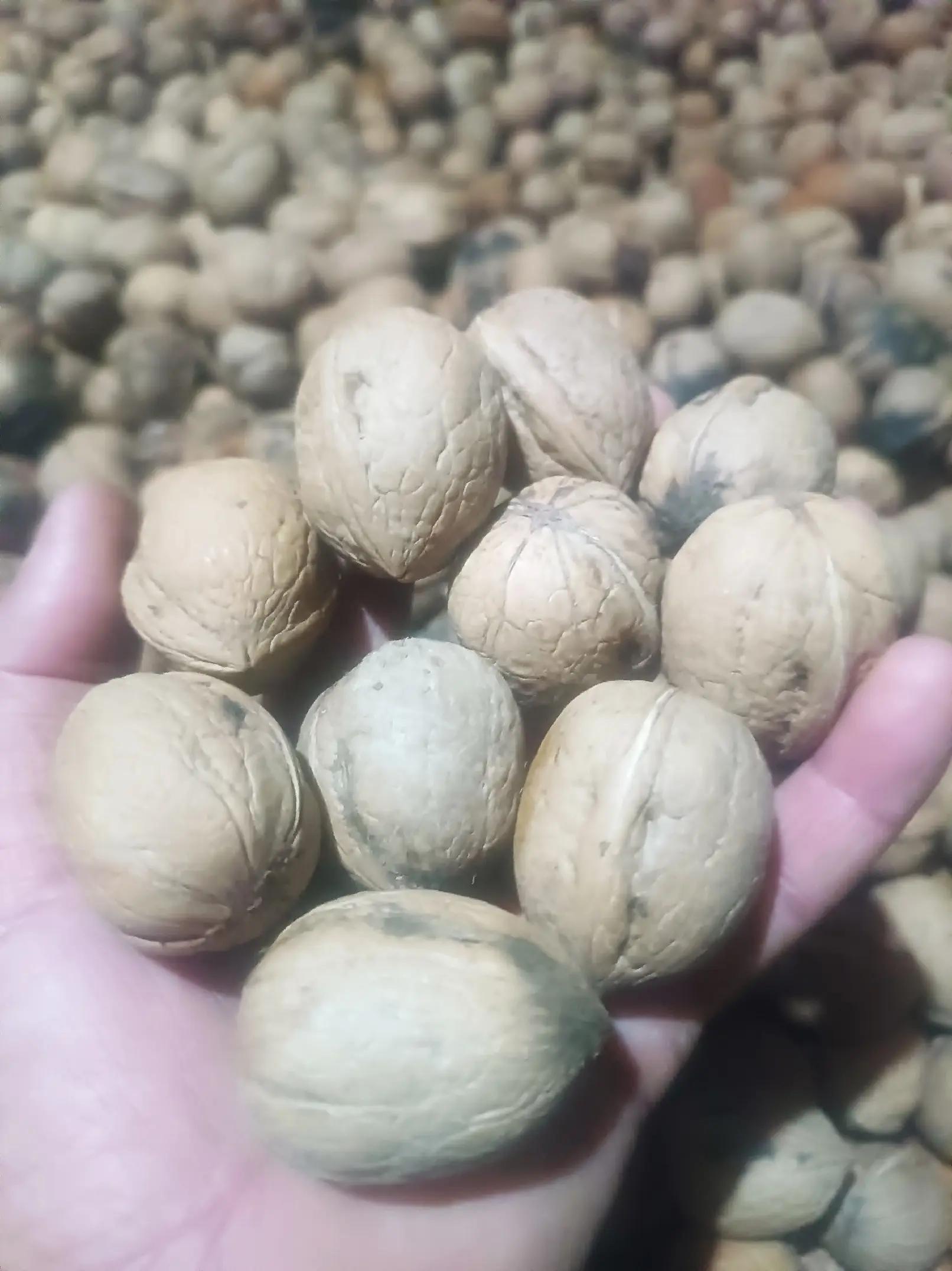 @DAĞCI.46