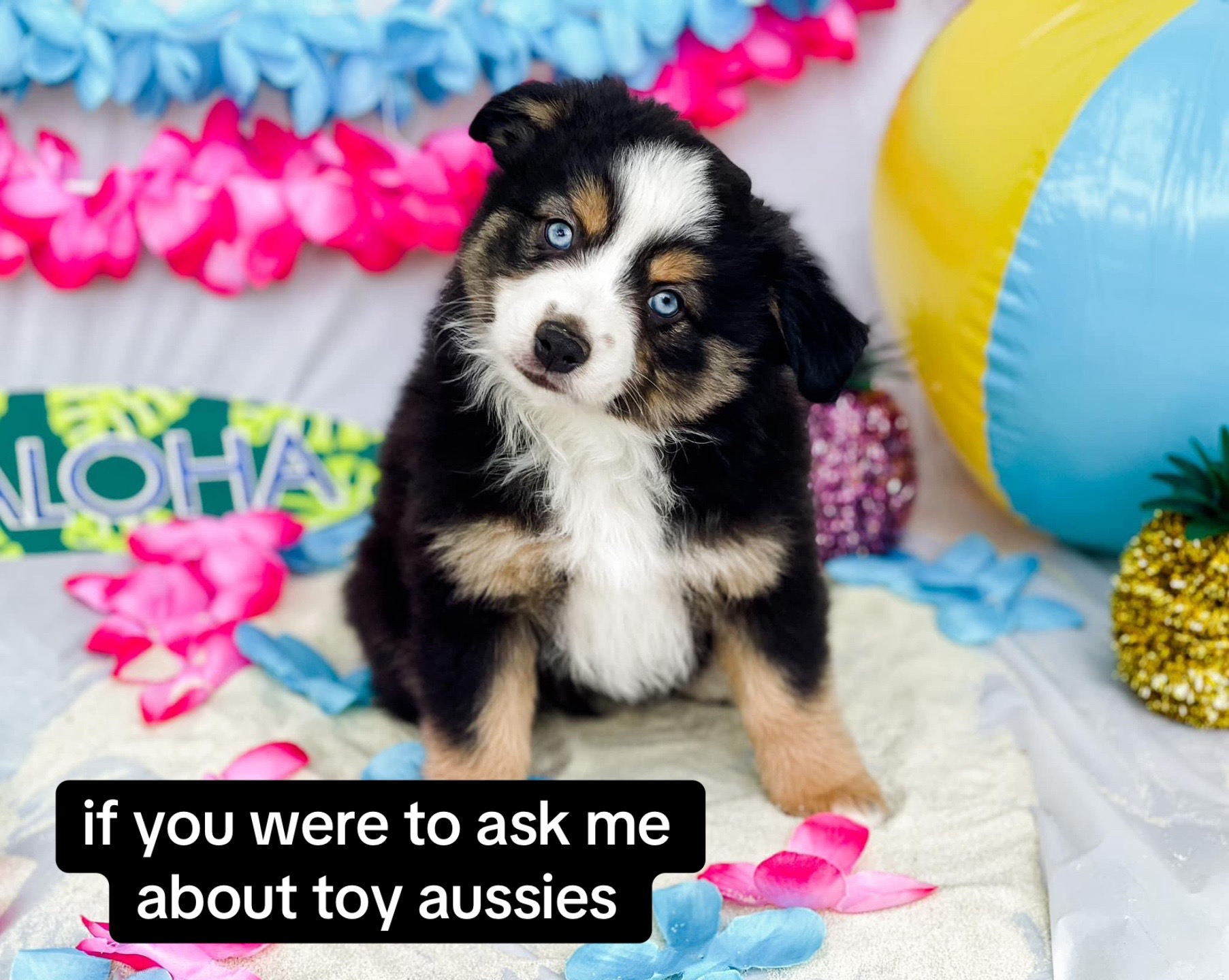 @Gunslinger Aussies