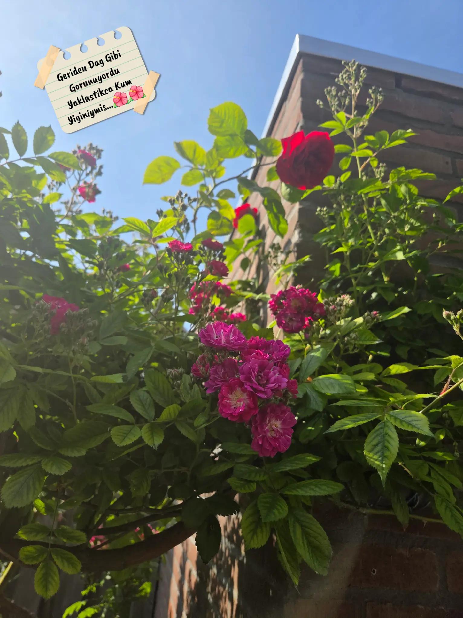 @🌺🌺🌺🌺