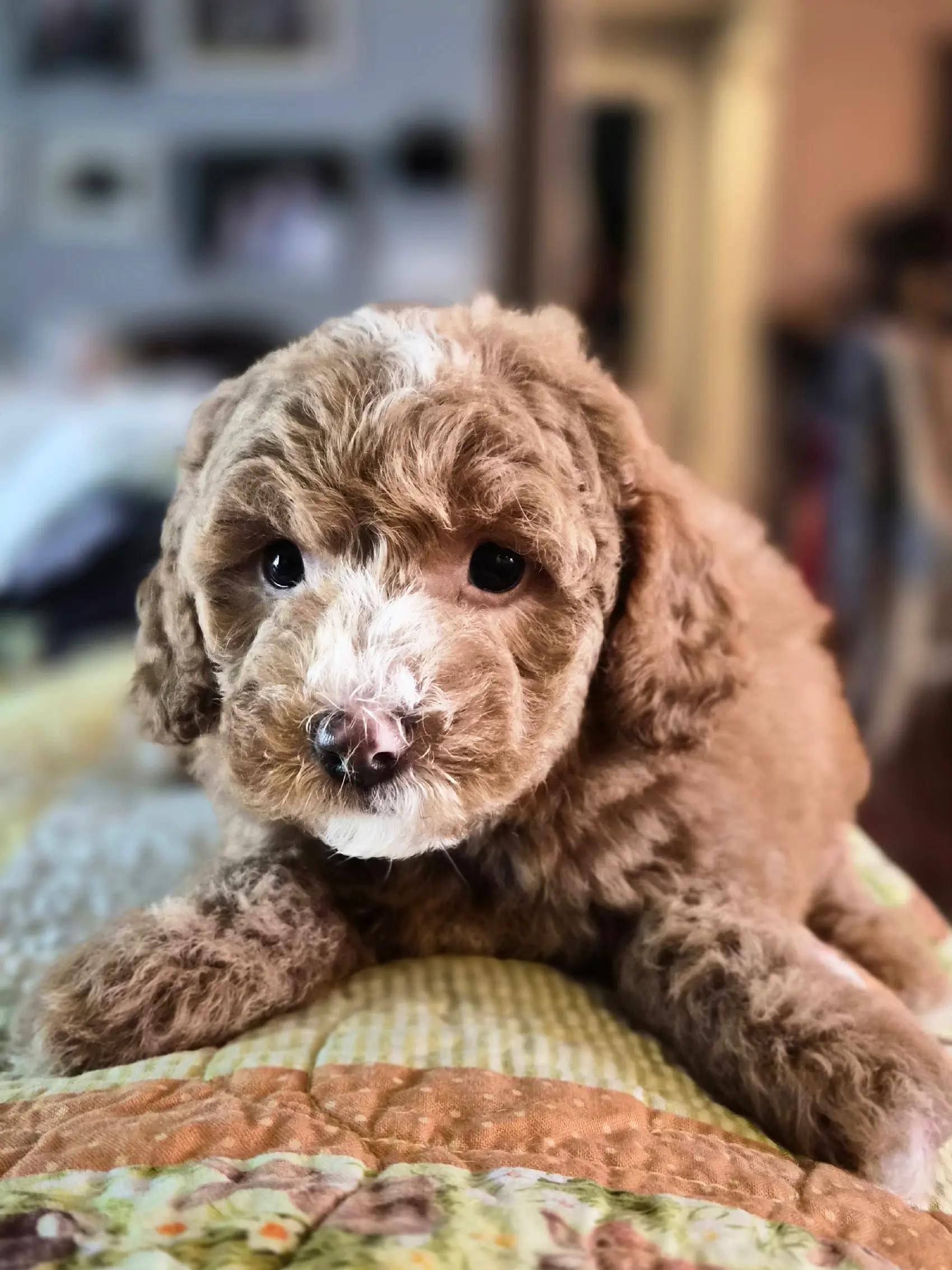 @Barb's Precious Pups
